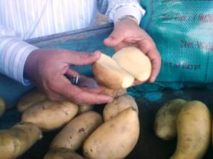 Offre de vente de pommes de terre spunta