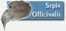 Conglation et surglation de poissons et fruits de mer, Seiche, Sepia Officinalis