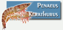 Conglation et surglation de poissons et fruits de mer, Crevette Tigre, Penaeus Kerathurus