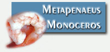 Conglation et surglation de poissons et fruits de mer, Crevette Blanche, Metapenaeus Monoceros